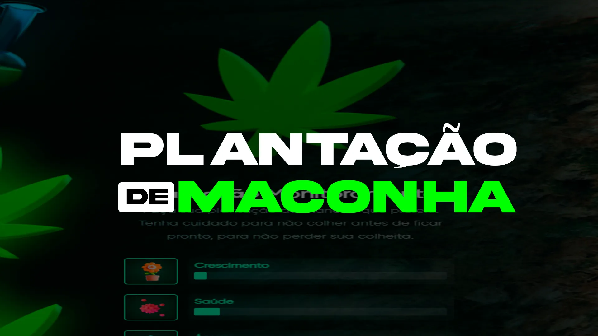 Plantação de Maconha